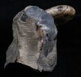 Iridescent Hoploscaphites Ammonite From SD #2054-1